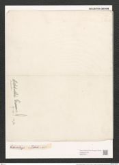 Nitzschia liebetruthii Rabenh. (de-Toni-Nr.: Genus 47, Species 2135) Zeichnungen Sammlung Grunow (NHMW-BOT-W0372311)